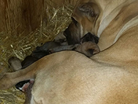 cane corso cucciolata